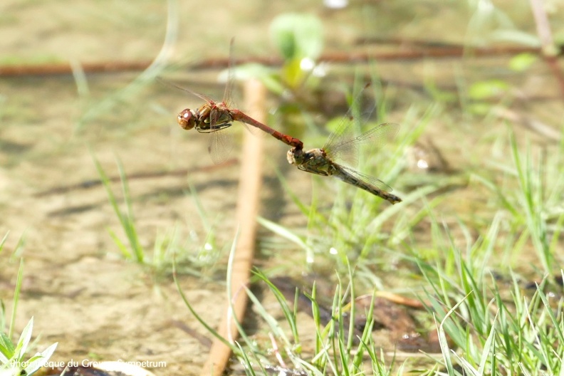 Sympetrum striolatum - symstr.jpg symstr.jpg