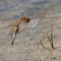 Sympetrum striolatum