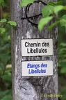Chemin et étang des Libellules sur Miribel Jonage