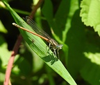 Platycnemis acutipenis - Pennipatte orangé 