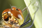 Sympetrum pedemontanum