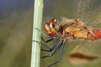 Sympetrum pedemontanum