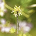 Platycnemis pennipes