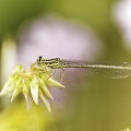 Platycnemis pennipes