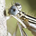 Platycnemis pennipes