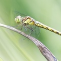 Sympetrum striolatum