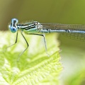 Platycnemis pennipes