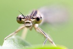 Platycnemis pennipes