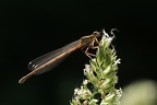 Platycnemis pennipes