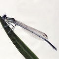 Platycnemis pennipes