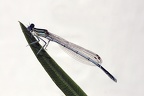 Platycnemis pennipes