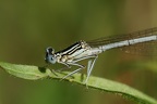 Platycnemis pennipes