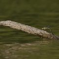 Aeshna mixta