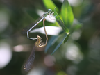 Platycnemis latipes
