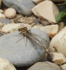 Pennipatte bleuâtre ou Agrion à larges pattes (Platycnemis pennipes)