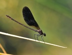 Calopteryx haemorrhoidalis