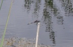 Leucorrhinia pectoralis