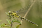 Gomphus simillimus