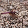 Trithemis annulata