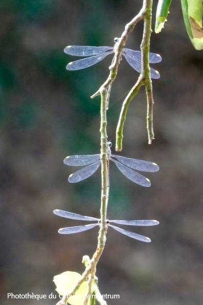 Chacolestes viridis.jpg