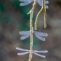 Chacolestes viridis