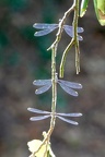 Chacolestes viridis