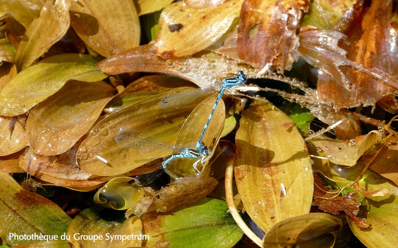 Coenagrion mercuriale - Potamogeton coloratus