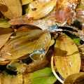 Coenagrion mercuriale - Potamogeton coloratus