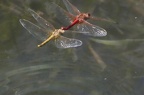 Sympetrum fonscolombii