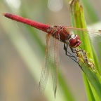 Sympetrum fonscolombii