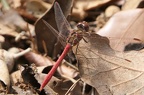 Sympetrum meridionale
