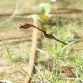 Sympetrum striolatum