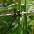 Gomphus vulgatissimus