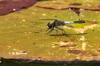 Leucorrhinia caudalis