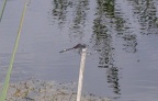 Leucorrhininia pectoralis