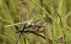 Ophiogomphus cecilia