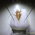 Gomphus graslinii