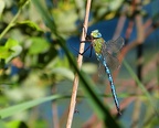 Anax imperator - Anax empereur