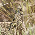 Cordulegaster boltonii - Cordulégastre annelé 