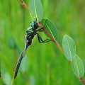 Somatochlora alpestris - Chlorocordulie alpestre