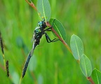 Somatochlora alpestris - Chlorocordulie alpestre