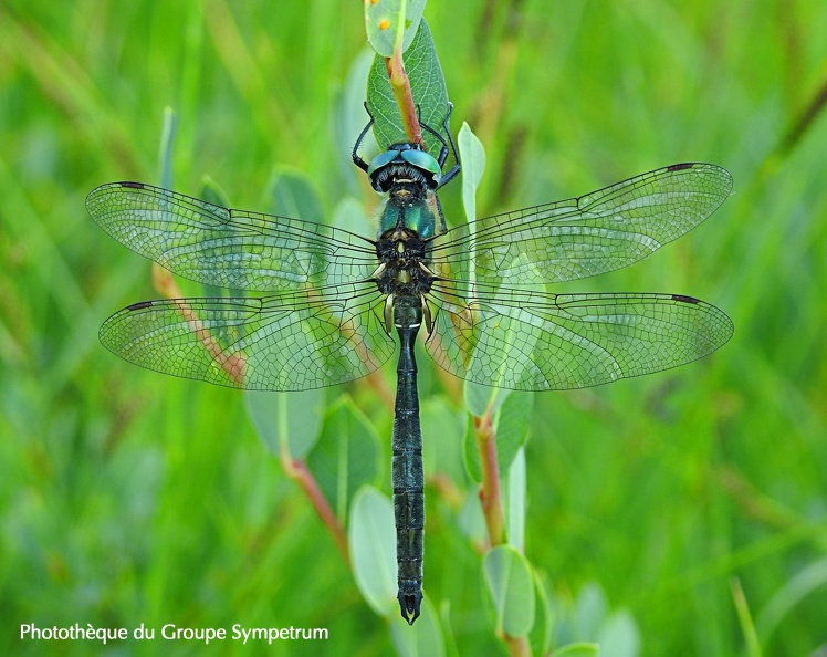 Somatochlora alpestris - Chlorocordulie alpestre