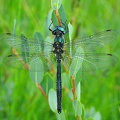 Somatochlora alpestris - Chlorocordulie alpestre