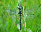 Somatochlora alpestris - Chlorocordulie alpestre