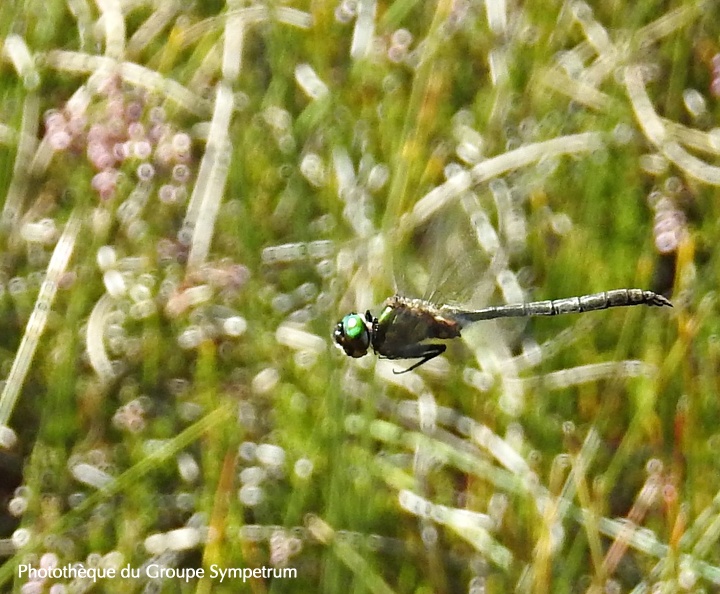 Somatochlora arctica - Chlorocordulie arctique 