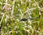Somatochlora arctica - Chlorocordulie arctique 