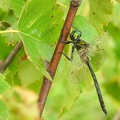 Somatochlora arctica - Chlorocordulie arctique 