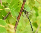 Somatochlora arctica - Chlorocordulie arctique 