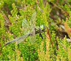 Somatochlora arctica - Chlorocordulie arctique 
