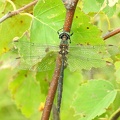 Somatochlora arctica - Chlorocordulie arctique 